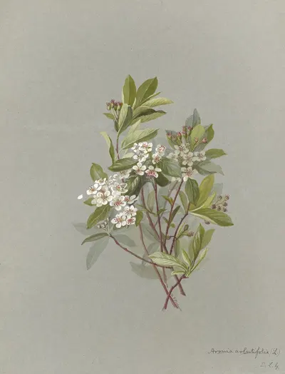 Deborah Griscom Passmore watercolor album Pl.09 by Deborah Griscom Passmore, 1911 — digital art print download