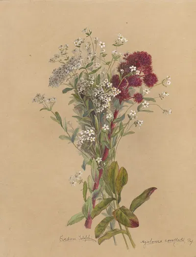 Deborah Griscom Passmore watercolor album Pl.14 by Deborah Griscom Passmore, 1911 — digital art print download