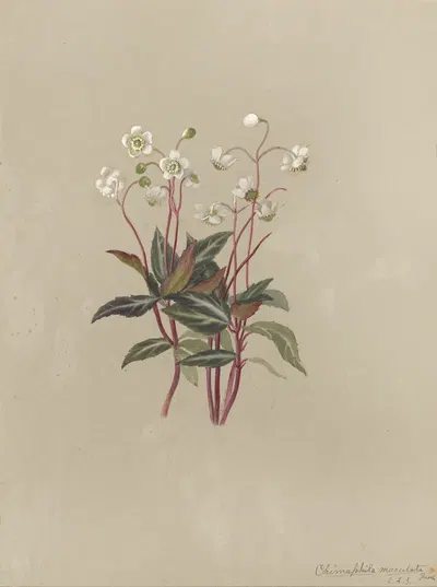 Deborah Griscom Passmore watercolor album Pl.23 by Deborah Griscom Passmore, 1911 — digital art print download