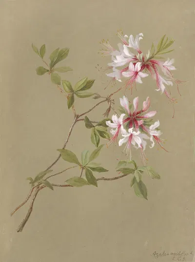Deborah Griscom Passmore watercolor album Pl.24 by Deborah Griscom Passmore, 1911 — digital art print download