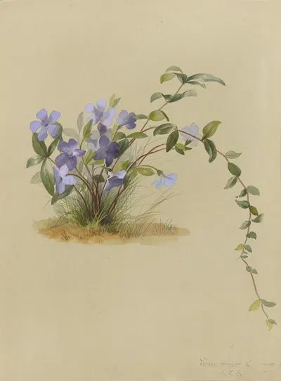 Deborah Griscom Passmore watercolor album Pl.32 by Deborah Griscom Passmore, 1911 — digital art print download