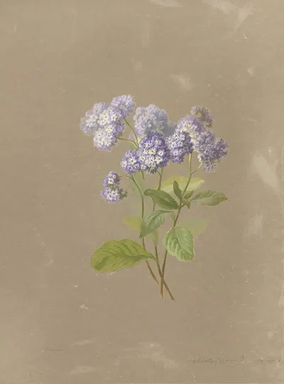 Deborah Griscom Passmore watercolor album Pl.36 by Deborah Griscom Passmore, 1911 — digital art print download