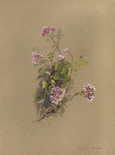 Deborah Griscom Passmore watercolor album Pl.39 by Deborah Griscom Passmore, 1911 — digital art print download