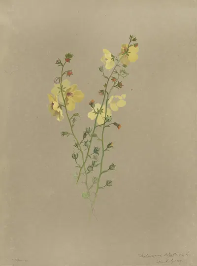 Deborah Griscom Passmore watercolor album Pl.42 by Deborah Griscom Passmore, 1911 — digital art print download