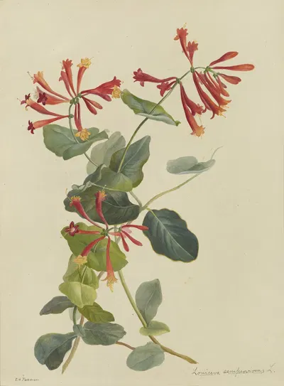 Deborah Griscom Passmore watercolor album Pl.44 by Deborah Griscom Passmore, 1911 — digital art print download