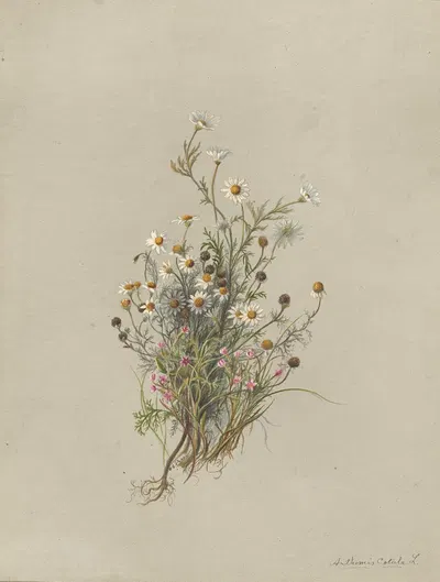 Deborah Griscom Passmore watercolor album Pl.48 by Deborah Griscom Passmore, 1911 — digital art print download