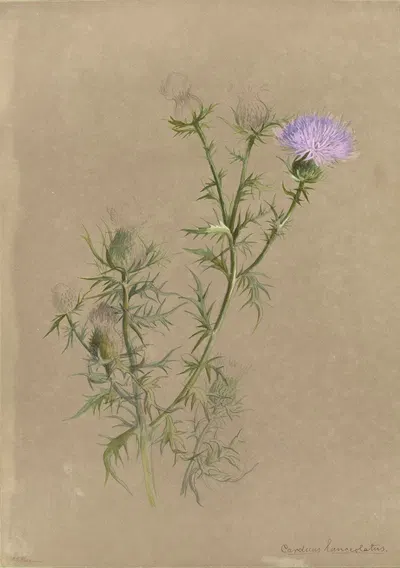 Deborah Griscom Passmore watercolor album Pl.57 by Deborah Griscom Passmore, 1911 — digital art print download