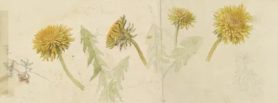 Deborah Griscom Passmore watercolor album Pl.59 by Deborah Griscom Passmore, 1911 — digital art print download