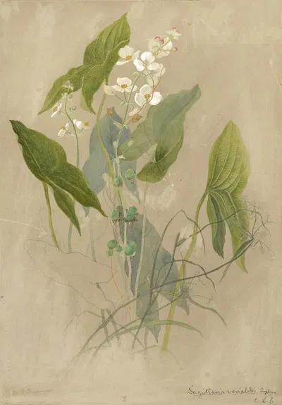 Deborah Griscom Passmore watercolor album Pl.77 by Deborah Griscom Passmore, 1911 — digital art print download