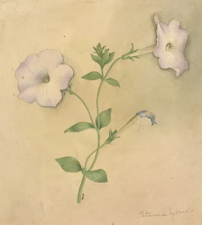 Deborah Griscom Passmore watercolor album Pl.79 by Deborah Griscom Passmore, 1911 — digital art print download