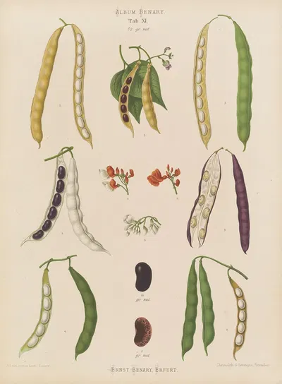 Beans – Runner, Tall Kidney, or Pole by Ernst Benary, 1876-1886 — digital art print download
