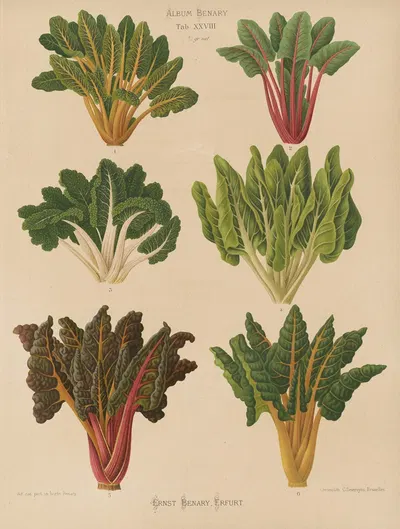 Beet or Swiss Chard by Ernst Benary, 1876-1886 — digital art print download