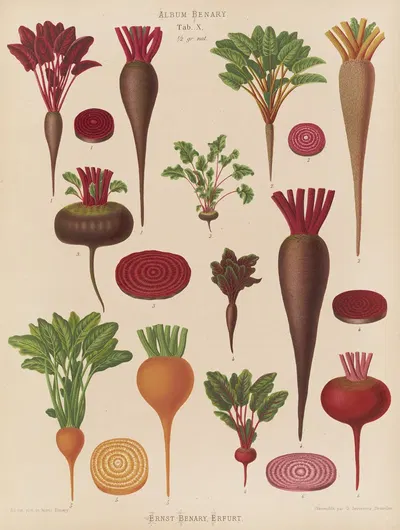 Beets by Ernst Benary, 1876-1886 — digital art print download