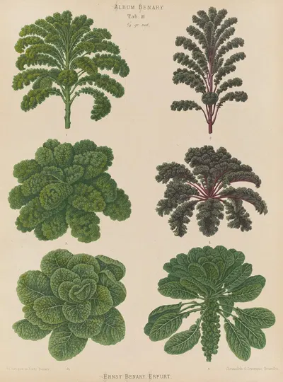 Borecoles or Kales. Brussel Sprouts by Ernst Benary, 1876-1886 — digital art print download
