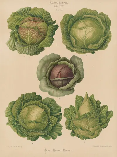 Cabbages by Ernst Benary, 1876-1886 — digital art print download