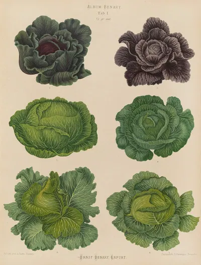 Cabbages by Ernst Benary, 1876-1886 — digital art print download