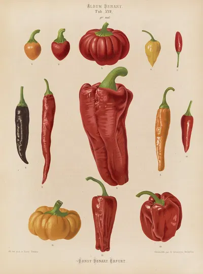 Capsicums, or Chili Peppers by Ernst Benary, 1876-1886 — digital art print download