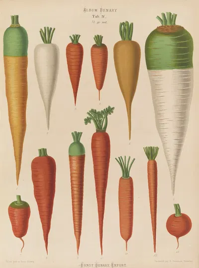 Carrots by Ernst Benary, 1876-1886 — digital art print download
