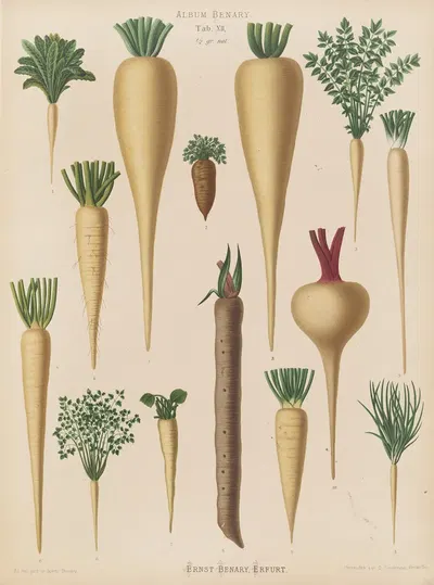Culinary Roots by Ernst Benary, 1876-1886 — digital art print download