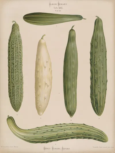 Frame Cucumbers by Ernst Benary, 1876-1886 — digital art print download