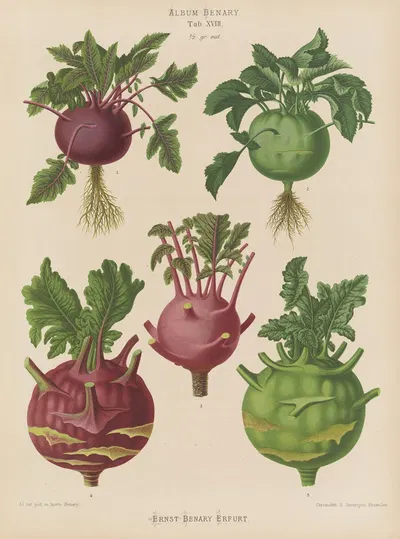 Kohl Rabi, or Turnip-rooted Cabbage by Ernst Benary, 1876-1886 — digital art print download