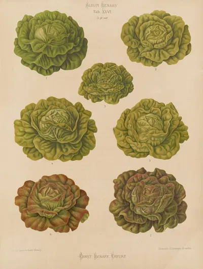 Lettuces – Cabbage Varieties by Ernst Benary, 1876-1886 — digital art print download