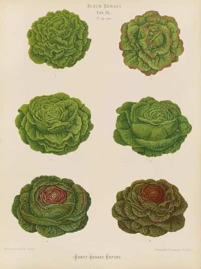 Lettuces – Cabbage Varieties by Ernst Benary, 1876-1886 — digital art print download