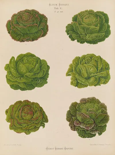 Lettuces – Cabbage Varieties by Ernst Benary, 1876-1886 — digital art print download
