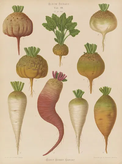 Mangel Wurzels. Sugar Beets by Ernst Benary, 1876-1886 — digital art print download