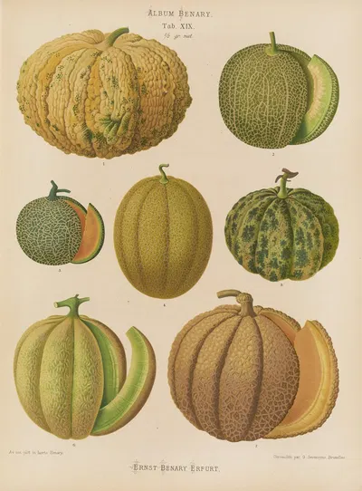 Melons by Ernst Benary, 1876-1886 — digital art print download