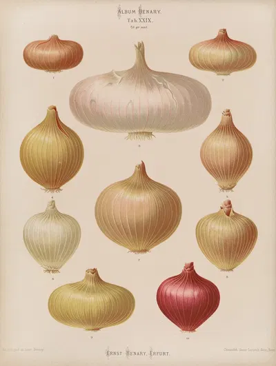 Onions by Ernst Benary, 1876-1886 — digital art print download