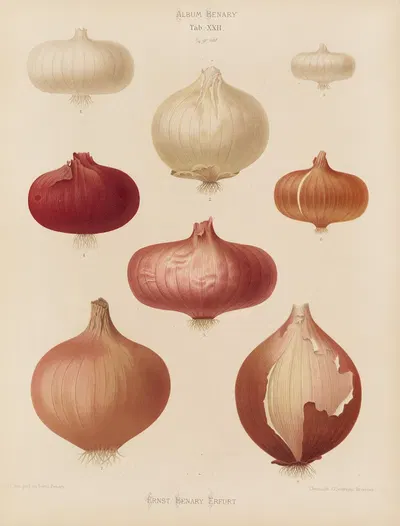 Onions by Ernst Benary, 1876-1886 — digital art print download