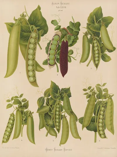 Peas by Ernst Benary, 1876-1886 — digital art print download