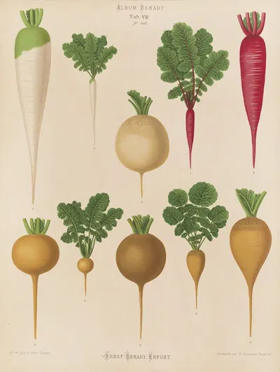 Radishes by Ernst Benary, 1876-1886 — digital art print download