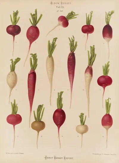 Radishes by Ernst Benary, 1876-1886 — digital art print download
