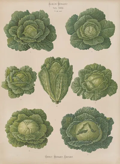 Savoy Cabbages by Ernst Benary, 1876-1886 — digital art print download