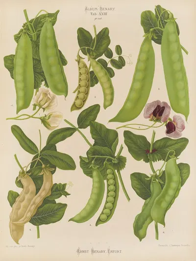 Sugar, or Edible-podded Peas by Ernst Benary, 1876-1886 — digital art print download