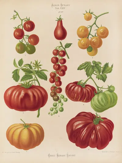 Tomatoes, or Love-Apples by Ernst Benary, 1876-1886 — digital art print download