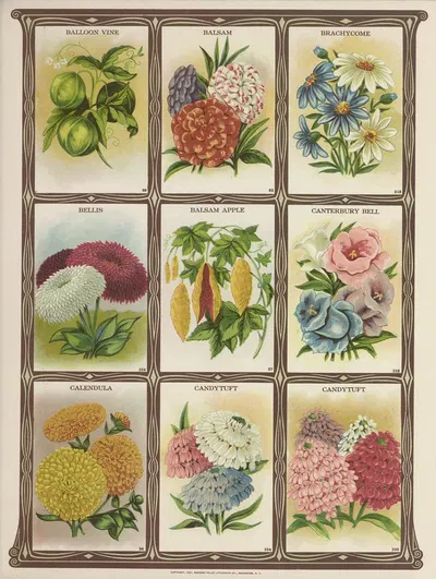 Baloon Vine, Balsam, Brachycome, Bellis…. by Genesee Valley Lithograph Co., 1921 — digital art print download