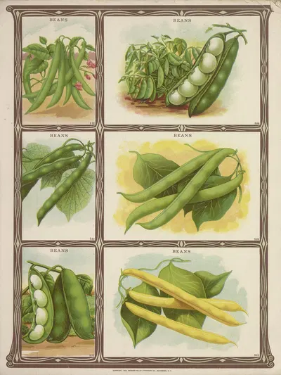 Beans by Genesee Valley Lithograph Co., 1921 — digital art print download