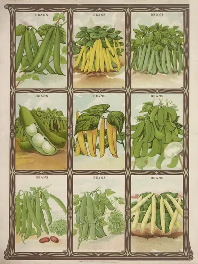 Beans by Genesee Valley Lithograph Co., 1921 — digital art print download