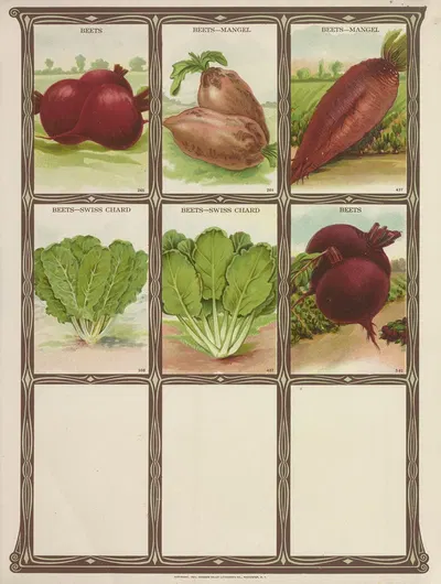 Beets by Genesee Valley Lithograph Co., 1921 — digital art print download
