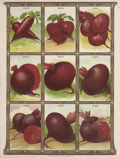 Beets by Genesee Valley Lithograph Co., 1921 — digital art print download