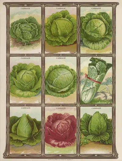 Cabbage by Genesee Valley Lithograph Co., 1921 — digital art print download