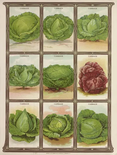 Cabbage by Genesee Valley Lithograph Co., 1921 — digital art print download