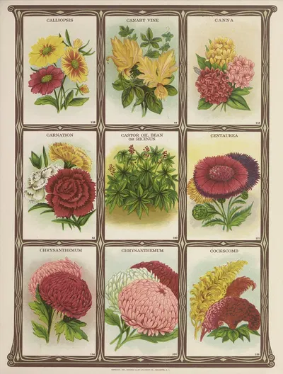 Calliopsis, Canary vine, Canna, Carnation….. by Genesee Valley Lithograph Co., 1921 — digital art print download