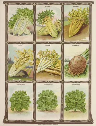 Celery, Celeriac, Collards by Genesee Valley Lithograph Co., 1921 — digital art print download