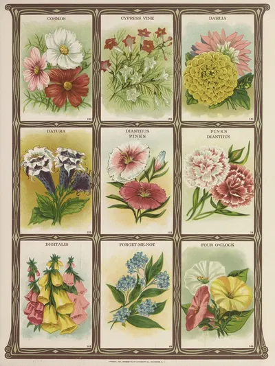 Cosmos, Cypress Vine, Dahlia, Datura…. by Genesee Valley Lithograph Co., 1921 — digital art print download