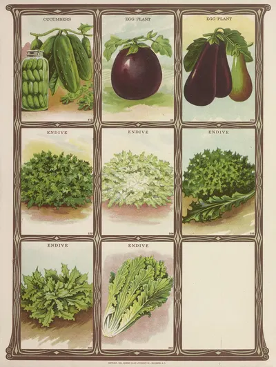 Cucumbers, Egg Plant, Endive by Genesee Valley Lithograph Co., 1921 — digital art print download