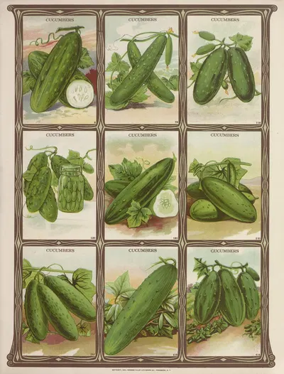 Cucumbers by Genesee Valley Lithograph Co., 1921 — digital art print download